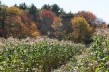 Autum Cornfields